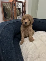 Smokey, a male Poodle - Miniature  for sale in Smithville, TN – 10 of 10
