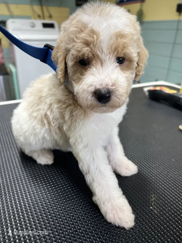 Miley – Poodle - Miniature  puppy for sale in Smithville, TN