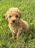 Tinker Bell, a female Poodle - Miniature  for sale in Smithville, TN – 2 of 10