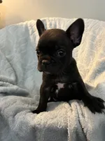 Yogi Bear, a male Frenchton for sale in Smithville, TN – 7 of 8