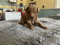 Buttons, a male Poodle - Miniature  for sale in Smithville, TN – 2 of 6