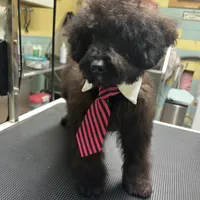 Harley, a male Aussiedoodle for sale in Smithville, TN – Photo 2 of 10
