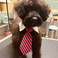 Harley, a male Aussiedoodle for sale in Smithville, TN – Photo 1 of 10