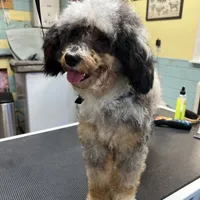 Harley, a male Aussiedoodle for sale in Smithville, TN – Photo 8 of 10