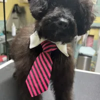 Harley, a male Aussiedoodle for sale in Smithville, TN – Photo 4 of 10