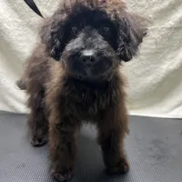 Harley, a male Aussiedoodle for sale in Smithville, TN – Photo 3 of 10