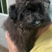 Harley, a male Aussiedoodle for sale in Smithville, TN – Photo 7 of 10