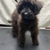 Harley, a male Aussiedoodle for sale in Smithville, TN – Photo 6 of 10