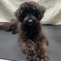 Harley, a male Aussiedoodle for sale in Smithville, TN – Photo 5 of 10