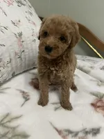Tinker Bell, a female Poodle - Miniature  for sale in Smithville, TN – 10 of 10