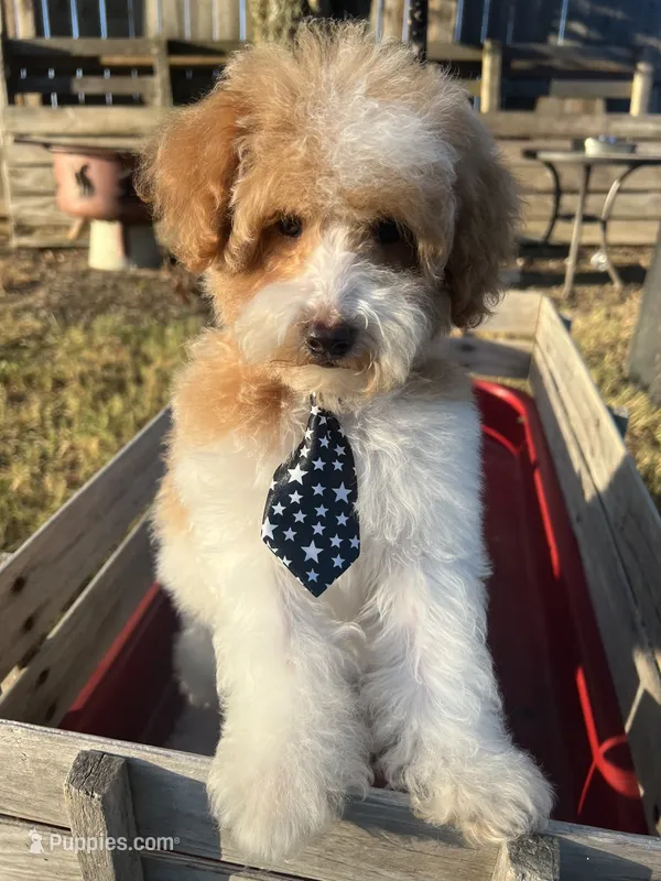 Luke – Poodle - Toy  puppy for sale in Smithville, TN