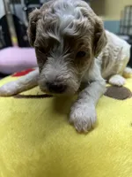 #3, a male Poodle - Miniature  for sale in Smithville, TN – 3 of 5