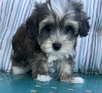 Max, a male Yorkipoo for sale in Smithville, TN – 2 of 8