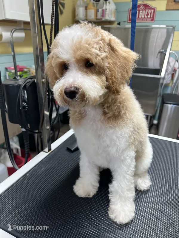 Buddy ( Orange) – Poodle - Miniature  puppy for sale in Smithville, TN