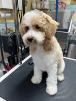 Buddy ( Orange), a male Poodle - Miniature  for sale in Smithville, TN – 1 of 10
