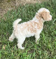 Miley, a female Poodle - Miniature  for sale in Smithville, TN – 8 of 10