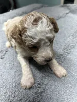 #1, a male Poodle - Miniature  for sale in Smithville, TN – 5 of 6