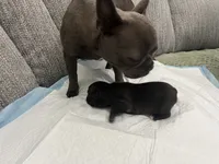 Espresso , a male Frenchton for sale in Smithville, TN – 4 of 5
