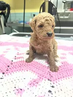 Finley, a female Poodle - Miniature  for sale in Smithville, TN – 4 of 7