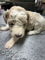 #4, a male Poodle - Miniature  for sale in Smithville, TN – 3 of 3