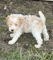 Miley, a female Poodle - Miniature  for sale in Smithville, TN – 9 of 10
