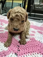 Finley, a female Poodle - Miniature  for sale in Smithville, TN – 6 of 7