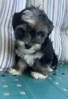 Macey, a female Yorkipoo for sale in Smithville, TN – 4 of 6