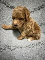 Smokey, a male Poodle - Miniature  for sale in Smithville, TN – 3 of 7