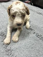 #1, a male Poodle - Miniature  for sale in Smithville, TN – 3 of 6