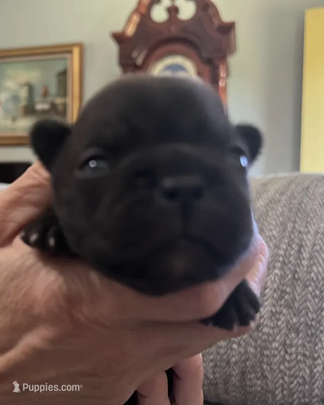 Espresso  – Frenchton puppy for sale in Smithville, TN