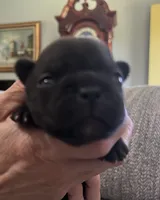 Espresso , a male Frenchton for sale in Smithville, TN – 1 of 5