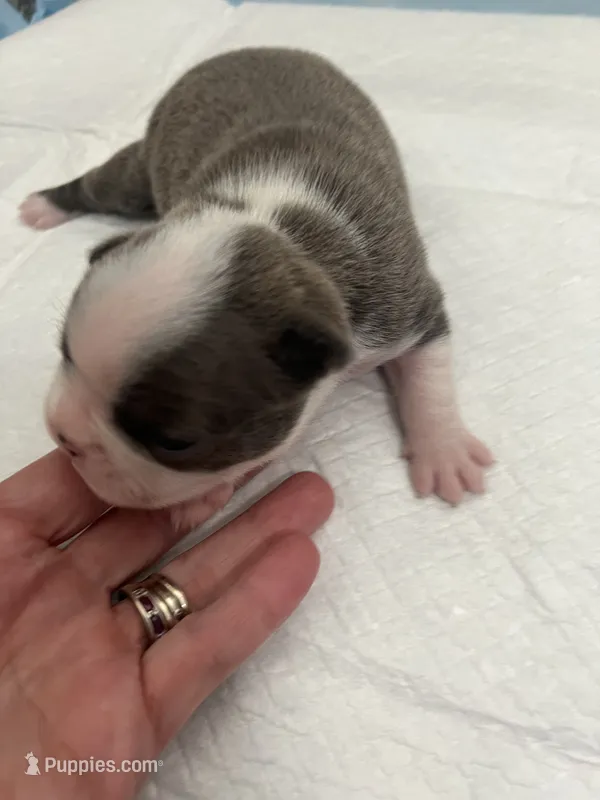 Lollipop  – Frenchton puppy for sale in Smithville, TN
