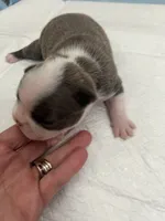 Lollipop , a female Frenchton for sale in Smithville, TN – 1 of 3