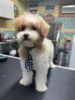 Luke, a male Poodle - Toy  for sale in Smithville, TN – 2 of 8