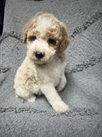 Buddy ( Orange), a male Poodle - Miniature  for sale in Smithville, TN – 4 of 9