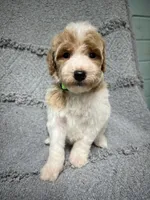 Luke  ( green), a male Poodle - Miniature  for sale in Smithville, TN – 8 of 10