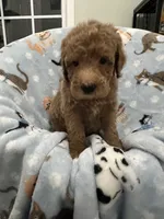 Smokey, a male Poodle - Miniature  for sale in Smithville, TN – 9 of 10
