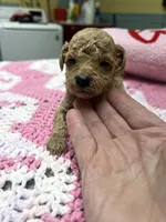 Tinker Bell, a female Poodle - Miniature  for sale in Smithville, TN – 1 of 7