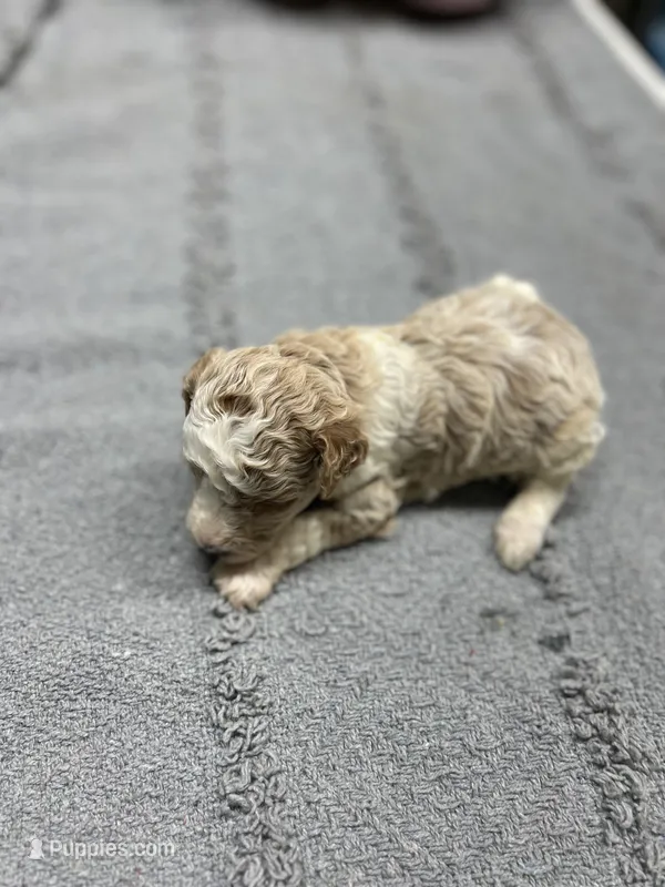 #1 – Poodle - Miniature  puppy for sale in Smithville, TN
