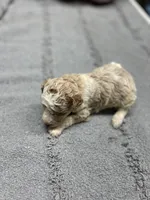 #1, a male Poodle - Miniature  for sale in Smithville, TN – 1 of 6