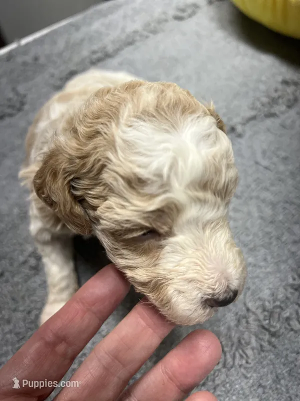 #4 – Poodle - Miniature  puppy for sale in Smithville, TN