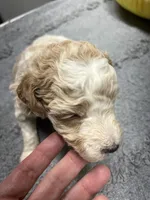 #4, a male Poodle - Miniature  for sale in Smithville, TN – 1 of 3