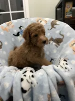 Smokey, a male Poodle - Miniature  for sale in Smithville, TN – 8 of 10