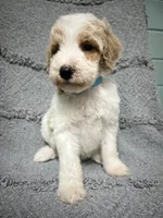 Bandit ( Blue), a male Poodle - Miniature  for sale in Smithville, TN – 9 of 10
