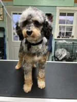 Nova, a female Poodle - Toy  and Toy Australian Shepherd for sale in Smithville, TN – 5 of 7