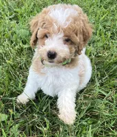 Luke, a male Poodle - Miniature  for sale in Smithville, TN – 2 of 10