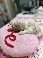 Miley, a female Poodle - Miniature  for sale in Smithville, TN – 7 of 7