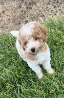 Luke, a male Poodle - Miniature  for sale in Smithville, TN – 4 of 10