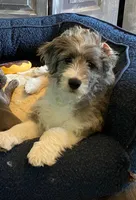 Kenai, a male Aussiedoodle for sale in Smithville, TN – 8 of 10