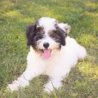 Bandit, a male Poodle - Miniature  for sale in Smithville, TN – Photo 4 of 9
